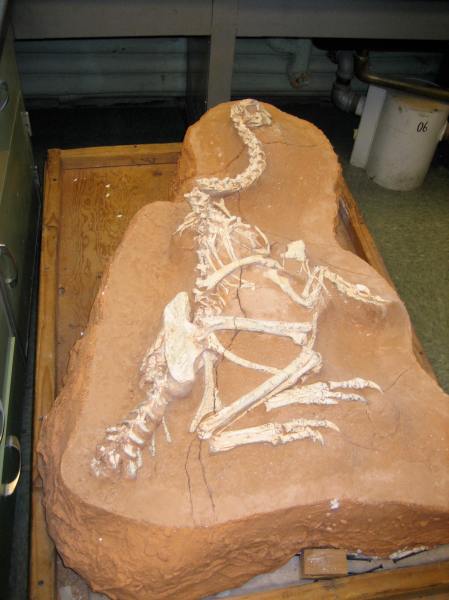 (photo from AMNH by Christina Martin)